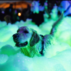 IMG 3463 1751400162 Blacklight Foam Party (1 Hour)